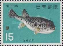 Tiger Puffer (Takifugu rubripes)