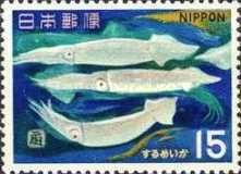 Japanese Flying Squid (Todarodes pacificus)
