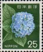 Hydrangea (Hydrangea sp.)
