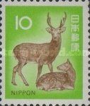 Sika Deer (Cervus nippon)
