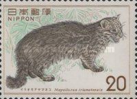 Iriomote Cat (Mayailurus iriomotensis)