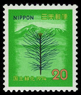 Nambu Pine Sapline