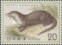 Japanese River Otter (Lutra lutra whiteleyi)