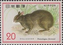 Amami Rabbit (Pentalagus furnessi)