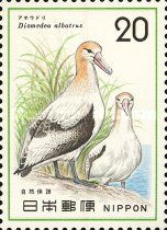 Short-tailed Albatross (Diomedea albatrus)