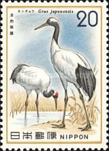 Red-crowned Crane (Grus japonensis)