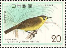 Bonin White-eye (Apalopteron familiare)