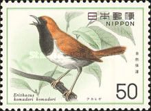 Ryukyu Robin (Larvivora komadori)