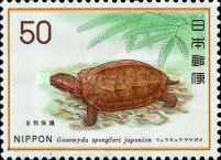 Ryukyu Black-breasted Leaf Turtle (Geoemyda spengleri japoni