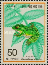 Forest Green Tree Frog (Racophorus arboreus)