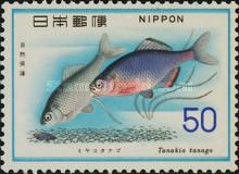 Tokyo Bitterling (Tanakia tanago)