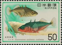 Three-spined Stickleback (Gasterosteus aculeatus)