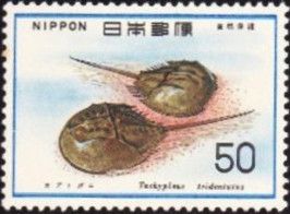 Japanese Horseshoe Crab (Tachypleus tridentatus)