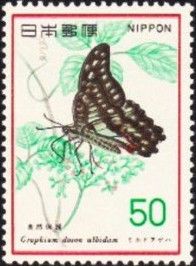 Mikado Swallowtail (Graphium doson)