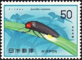 Japanese Firefly (Luciola cruciata)