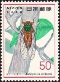 Cicada (Euterpnosia chibensis)