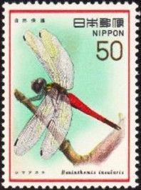 Dragonfly (Boninthemis insularis)