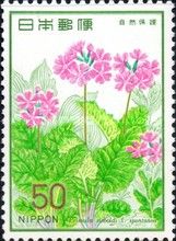 Japanese Primrose (Primula sieboldi)