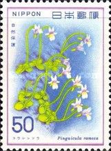 Branched Butterwort (Pinguicula ramosa)