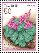 Komakusa (Dicentra peregrina)