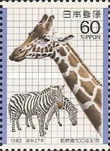 Giraffe (Giraffa camelopardalis), Zebras (Equus quagga sp.)
