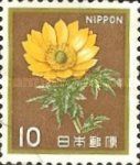 Amur Adonis (Adonis amurensis)