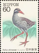 Okinawa Rail (Rallus okinawae)