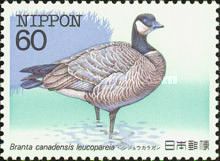 Aleutian Cackling Goose (Branta hutchinsii)