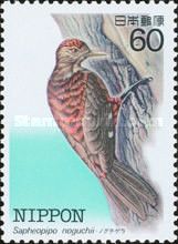 Okinawa Woodpecker (Sapheopipo noguchii)