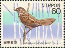 Marsh Grassbird (Megalurus pryeri pryeri)