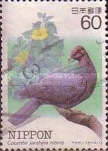 Japanese Wood Pigeon (Columba janthina ssp. nitens)