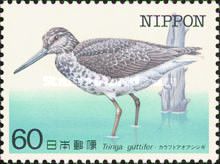Nordmann's Greenshank (Tringa guttifer)