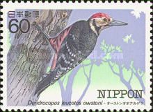 White-backed Woodpecker (Dendrocopos leucotos owstoni)