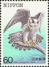 Peregrine Falcon (Falco peregrinus ssp. furuitii)