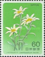 Alpine Plant (Leontopodium Fauriei)