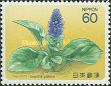 Alpine plant (Lagotis glauca)