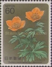 Alpine plant (Trollius riederianus var. japonicus)