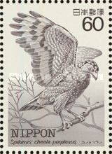 Ryukyu Serpent Eagle (Spilornis cheela perplexus)