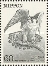 Peregrine Falcon (Falco peregrinus ssp. furuitii)