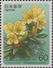 Rhododendron aureum