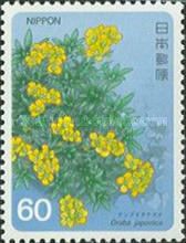 Draba japonica