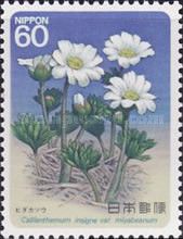 Callianthemum