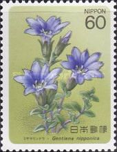 Gentian - Gentiana nipponica