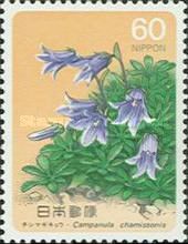 Campanula chamissonis