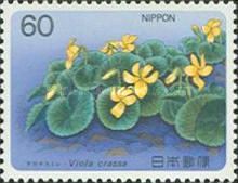 Viola crassa