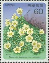 Diapensia lapponica