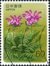 Pedicularis apodochila