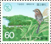Bull-headed Shrike (Lanius bucephalus)
