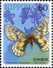 Evermann's Parnassian (Parnassius eversmanni)