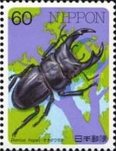 Stag Beetle (Dorcus hopei)